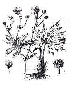 Лютик едкий герань Луговая