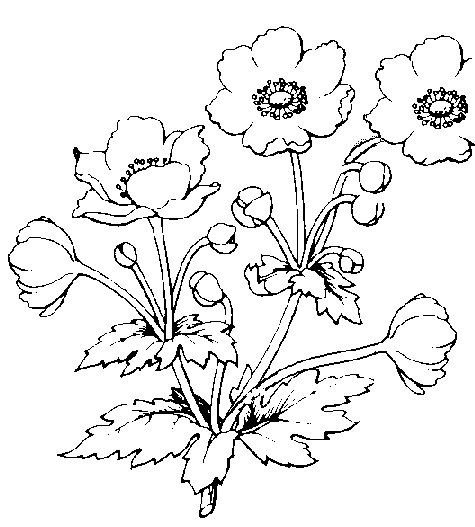 Ветреница Лесная