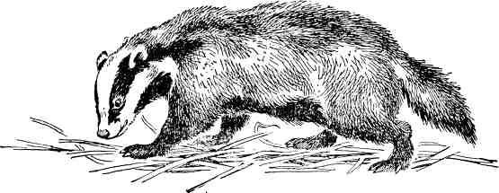 Чёрно белый барсук