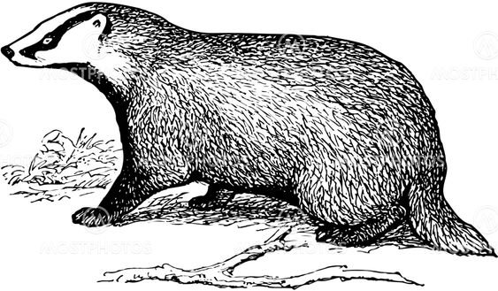 Барсук черно белый