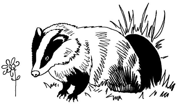 Барсук черно белый