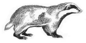 Барсук чб рисунок