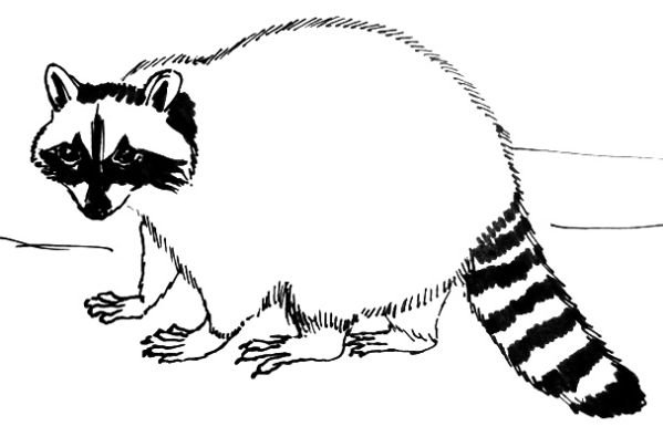 Енот полоскун раскраска