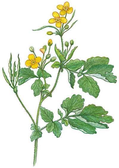 Герань Луговая