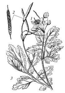 Чистотел большой раскраска