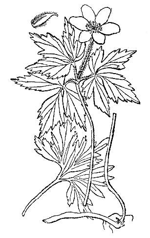 Лютик едкий