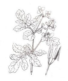 Лютик едкий растение рисунок