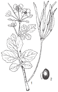 Chelidonium majus рисунок