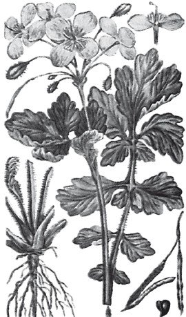 Лютик едкий разукрасить