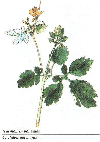 Чистотел большой черно белый