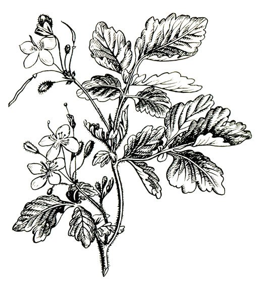 Лютик раскраска цветок