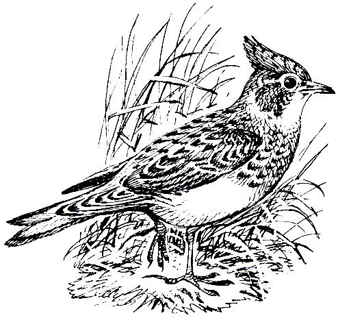 Жаворонок полевой Alauda arvensis