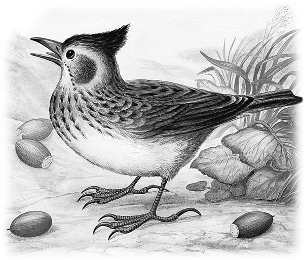 Раскраска птицы Жаворонок