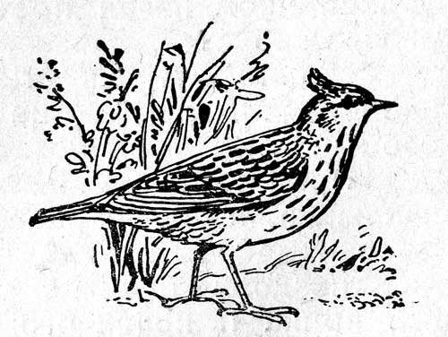 Дрозд раскраска для детей