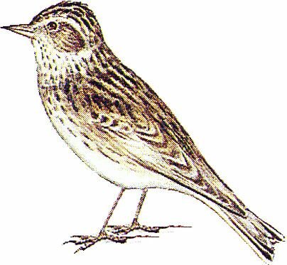 Жаворонок рисунок раскраска