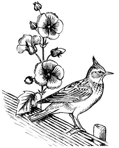 Иллюстрация к роману Глинка Жаворонок