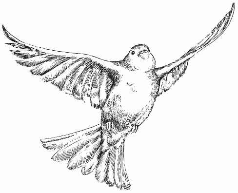 Иллюстрация к романсу Глинки Жаворонок