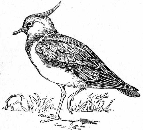 Жаворонок рисунок черно белый (44 фото)