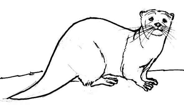 Кавказская Речная выдра раскраска