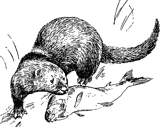 Речная выдра чб