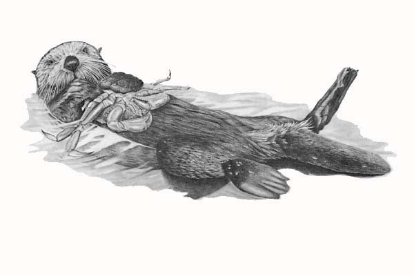 Выдра Графика