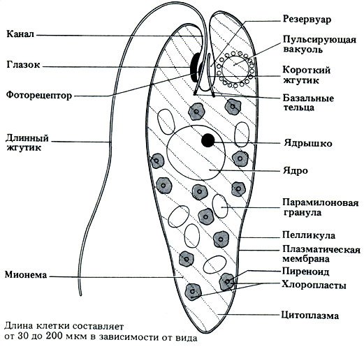 Эвглена зеленая без подписей