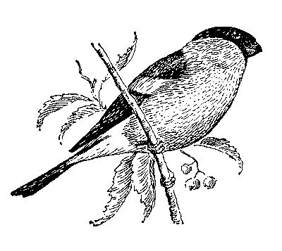 Снегирь черно белый