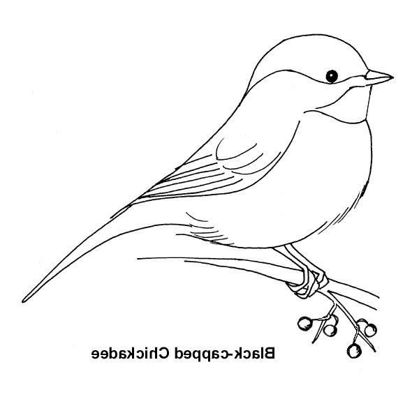 Синица на ветке раскраска