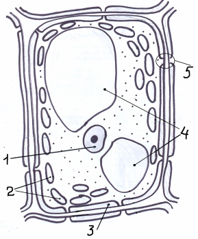 Рисунок растительной клетки 5 класс биология