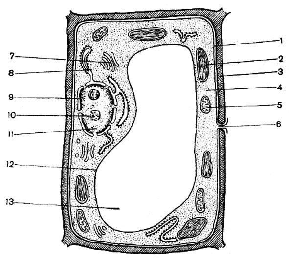 Строение растительной клетки без подписей