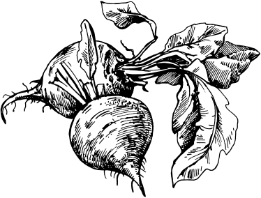 Свекла раскраска для детей