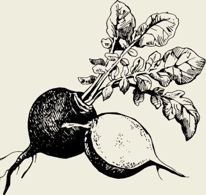 Свекла черно-белые на прозрачном фоне