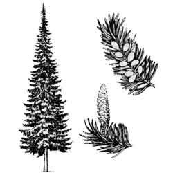 Пихта Сибирская черно белая