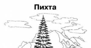 Пихта раскраска для детей