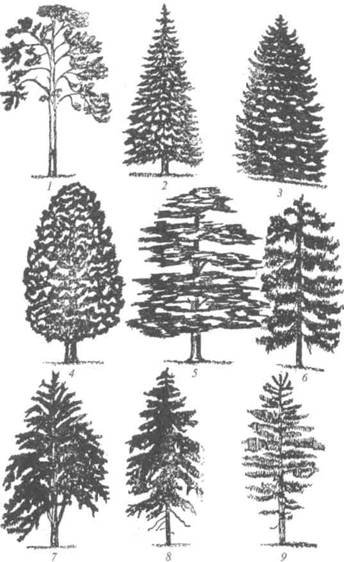 Хвойные деревья Графика