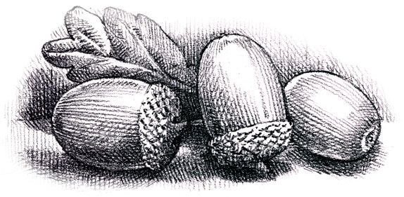 Трафарет листьев Жёлуди