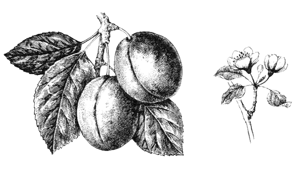 Слива раскраска для детей