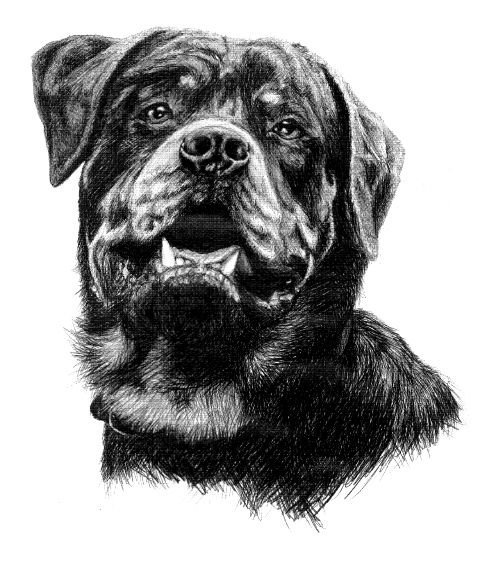Ротвейлер карандашом
