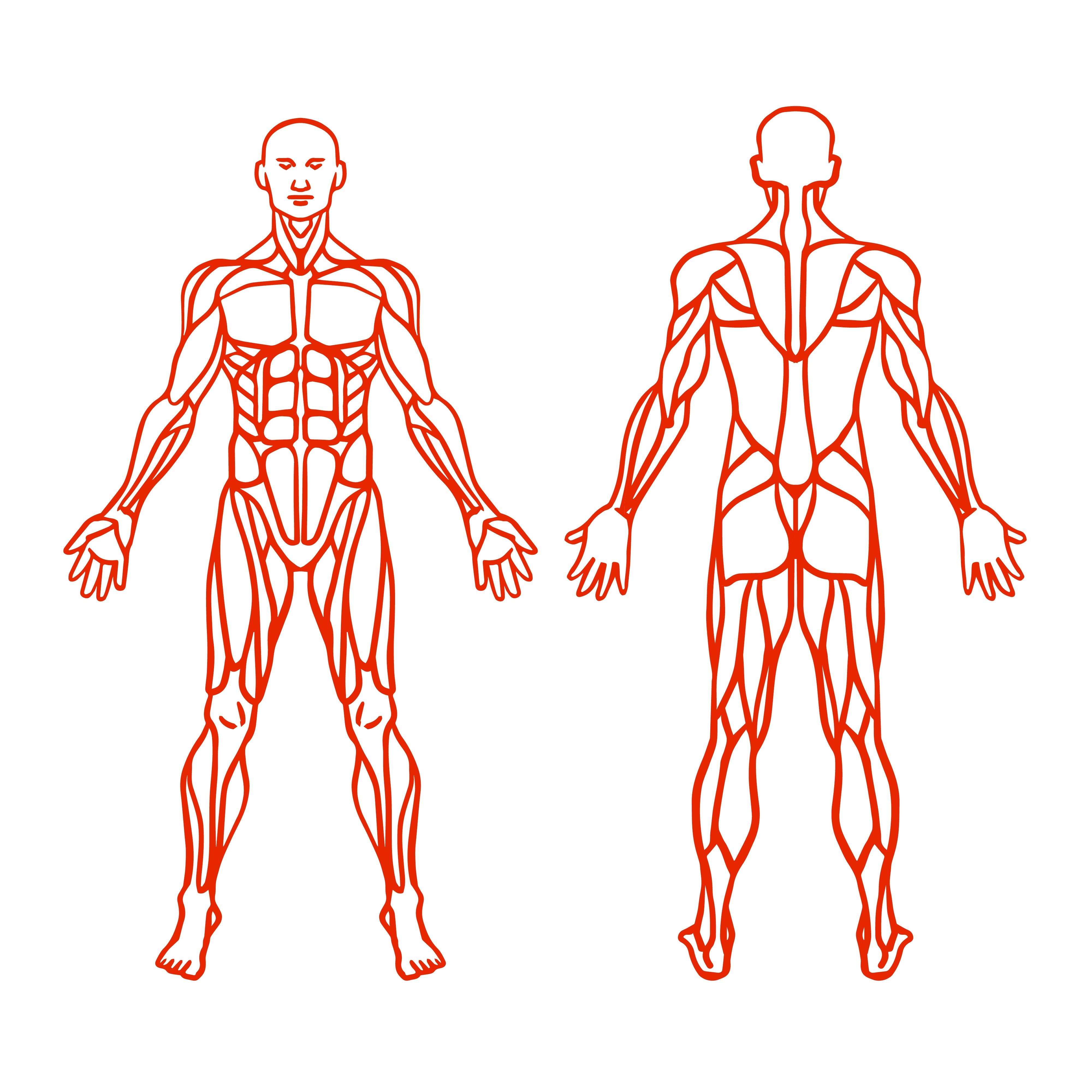 Мышечная система человека спереди и сзади