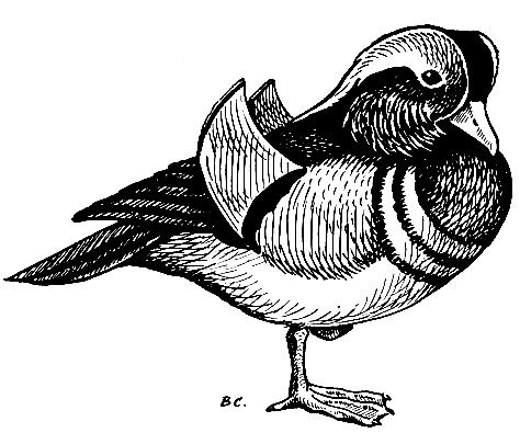 Эскиз утки мандаринки