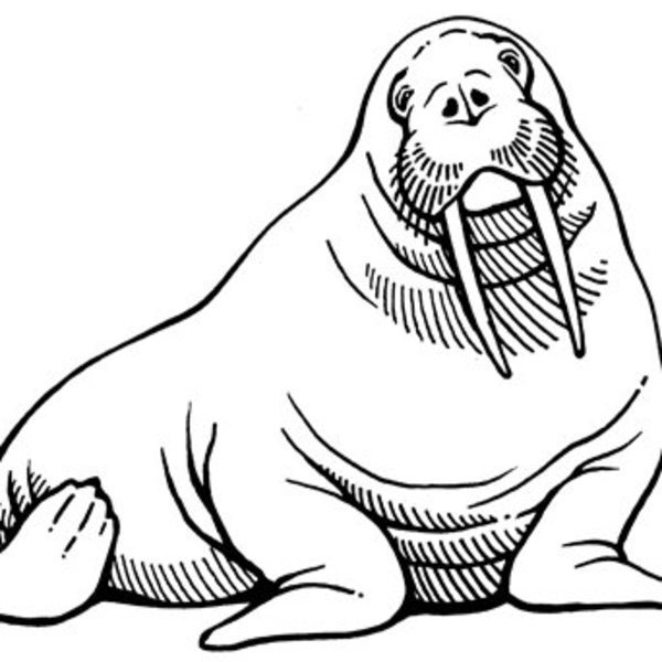 Морж раскраска
