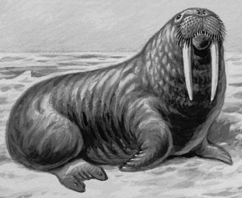 Контур моржа для рисования