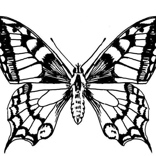 Бабочка Махаон эскиз