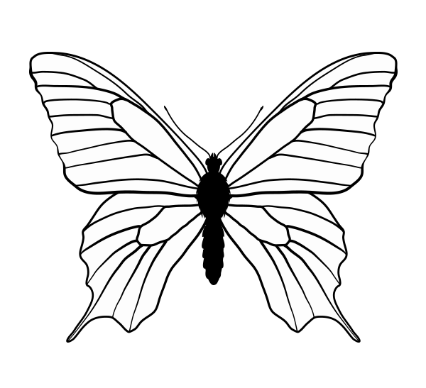 Бабочка махаон рисунок черно белый (46 фото)