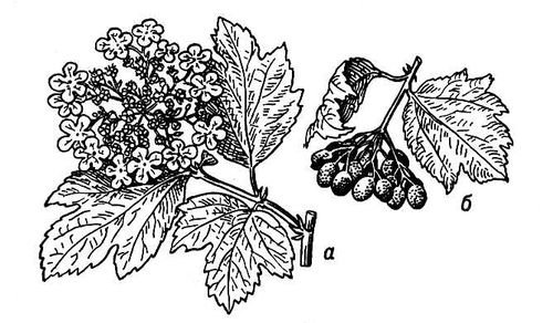 Калина обыкновенная куст