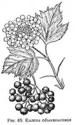 Калина обыкновенная