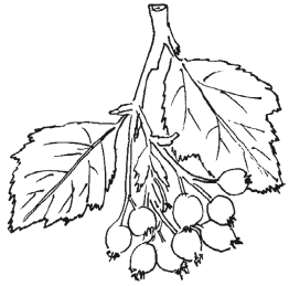 Боярышник раскраска