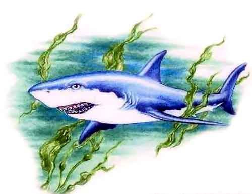 Иллюстрация к произведению акула