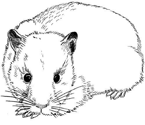 Раскраска хомяк настоящий