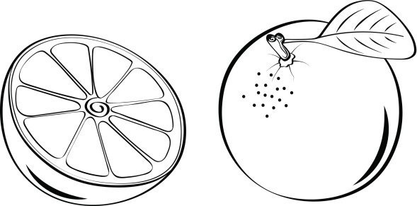 Апельсин для детей черно белая